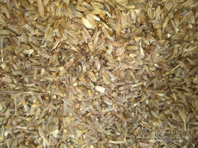 白术最新行情及深度分析